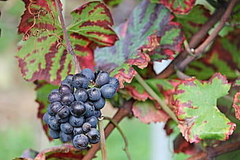 bunch of grapes, grapes, vine, autumn, read, grapevine, winegrowing, fruit, wine, blue grapes, blue