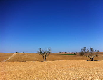 castro verde, beja, alentejo, portugal, field, olive tree, summer, desertification