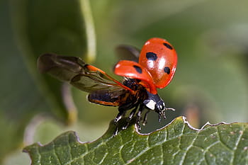 red, black, ladybug, daytime, flight, beetle, insect, macro, sheet, nature, animal themes