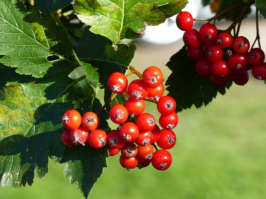 rowan berries, berry, red, twig, leaf, tree, autumn, colors