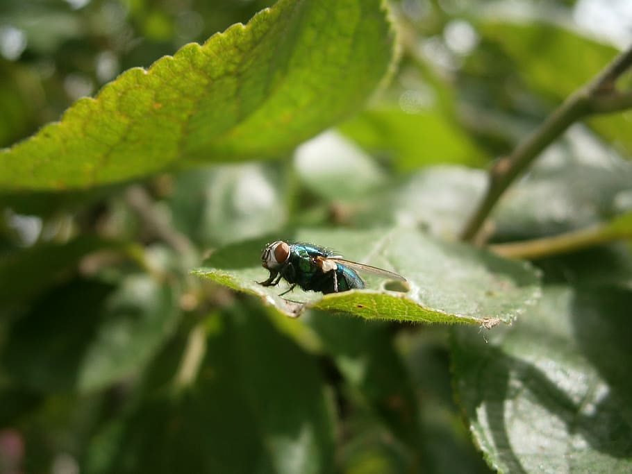πετώ, σπίτι μύγα, έντομο, κοινή μύγα σπίτι, housefly, υμενοπτέρα, σύνθετα μάτια, μέγα ψεύδος, ζώο, φύλλο, μικρό ζώο