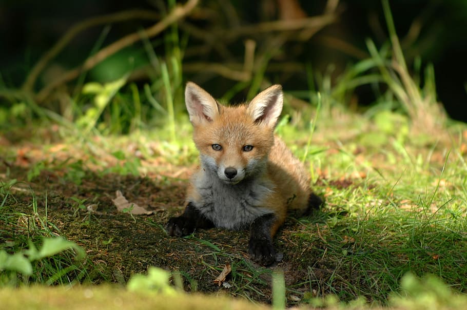 brown, white, fox, lying, green, grass, mammals, expensive, natural, wildlife, small