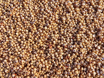 closeup, brown, seed lot, sorghum, jowar, seeds, hubli, india, crop, food, plant
