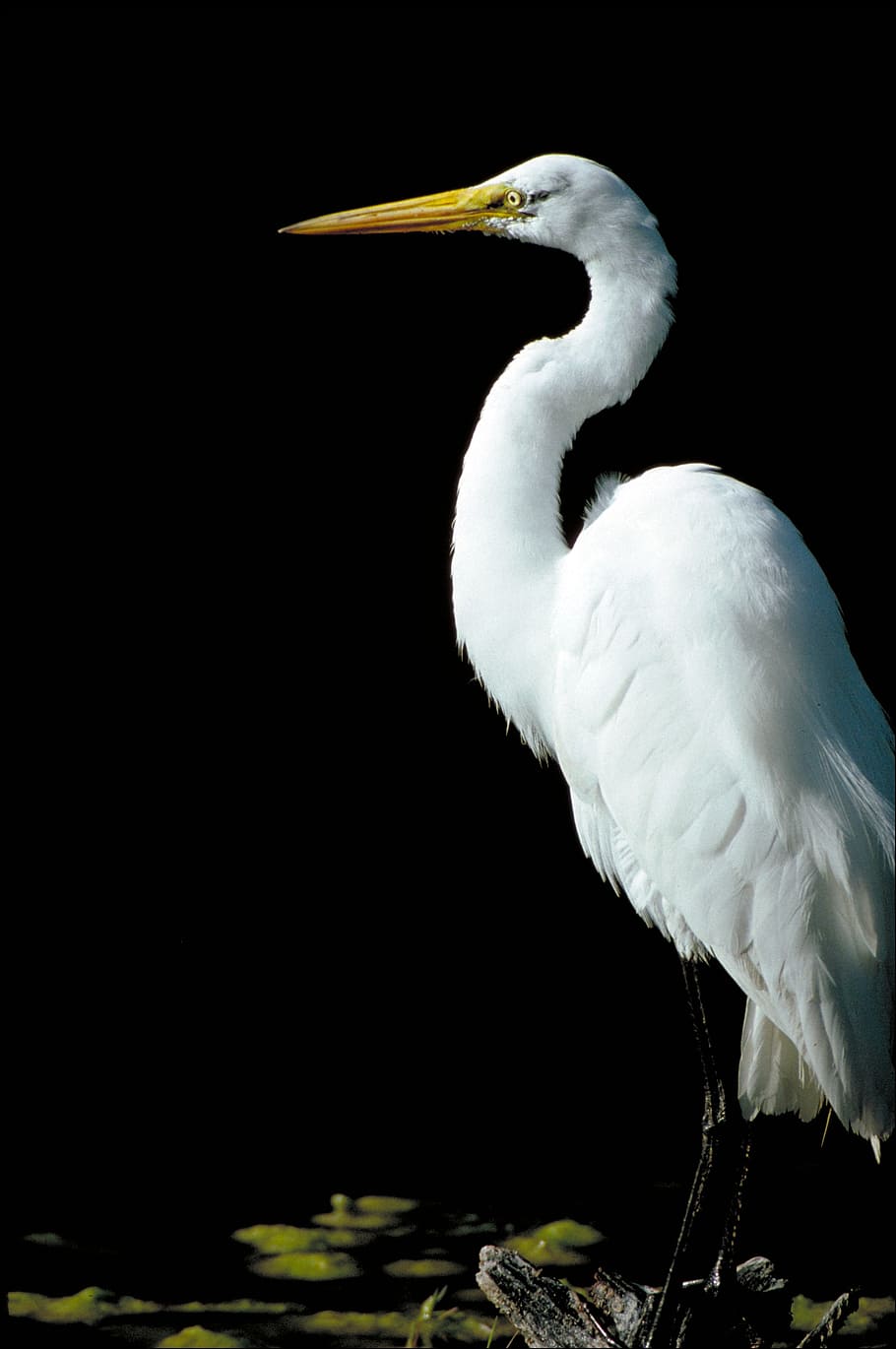 great egret, waterfowl, bird, large, heron, wetlands, all white, plumage, casmerodius albus