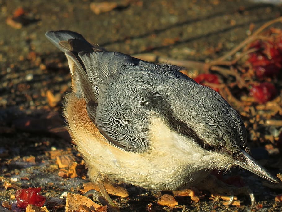 bird, nuthatch, nature, animal themes, one animal, animals in the wild, close-up, animal wildlife, day, outdoors, full length