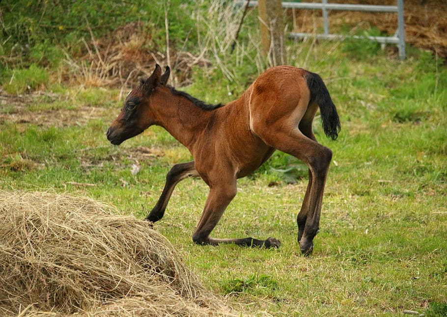 brown, horse, grass field, haystack, foal, suckling, thoroughbred arabian, brown mold, animal, nature, grass