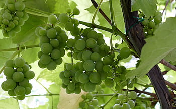 nature, wine, grapes, vineyard, green, vines, leaves, plant, branch