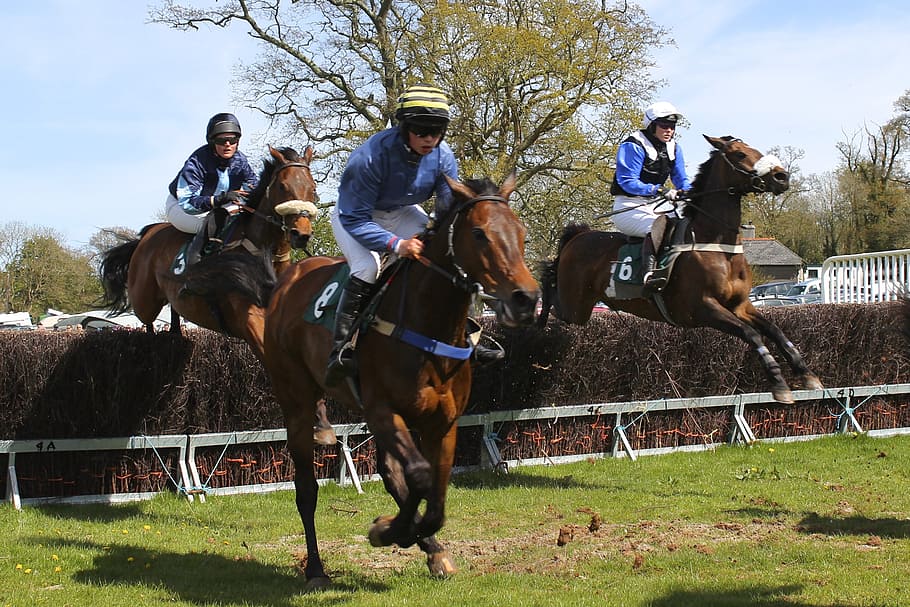three, men horse, riding, horses, racing, horse racing, summer, jump, jumping, movement, animal