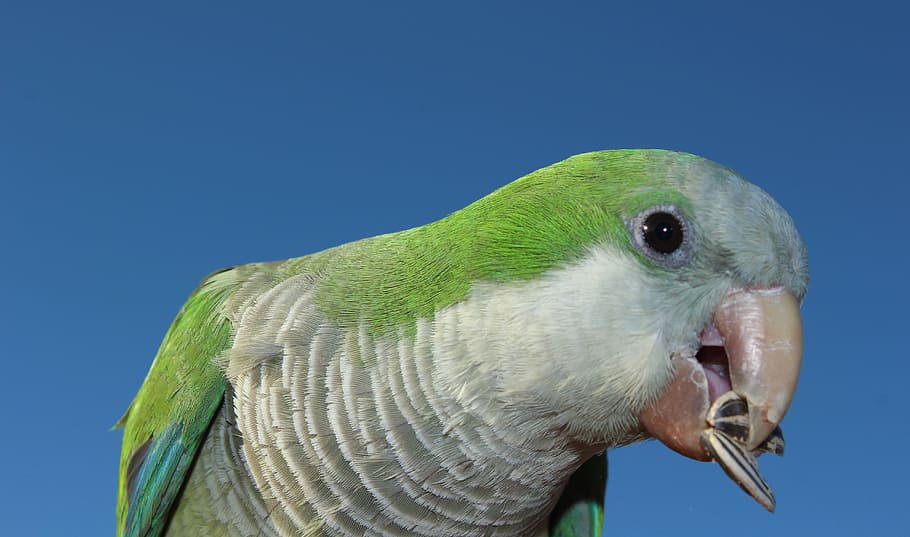 monk parakeet, fuerteventura, parakeet, sunflower seeds