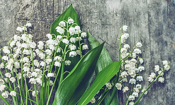 white, flowers, green, leaves, lilies of the valley, wood, blossom, botanic, botanical, bouquet, bunch