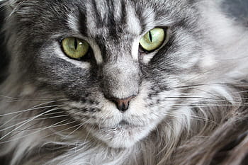 persian cat, looking, fierce, cat, maine coon, maine coon cat, cat face, main coon, mainecoon, adidas, cat cat