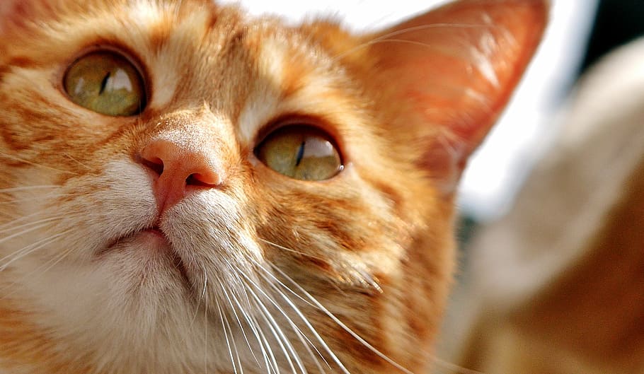 closeup, foto, oranye, kucing betina, kucing, mata, mata kucing, wajah, harimau, tenggiri, kucing merah