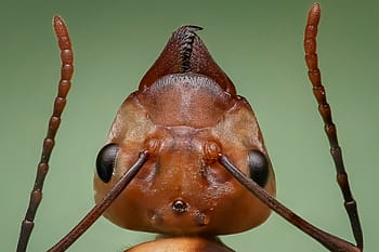 photographie rapprochée, fourmi de feu, reine fourmi, fourmi, tête de fourmi, insecte, un animal, thèmes animaux, la faune des animaux, fermer, fond coloré