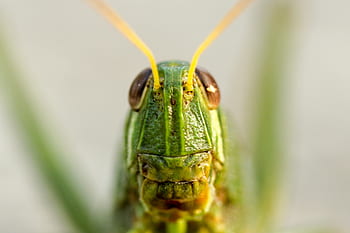 green, grasshopper, insect, outdoor, grass, blur
