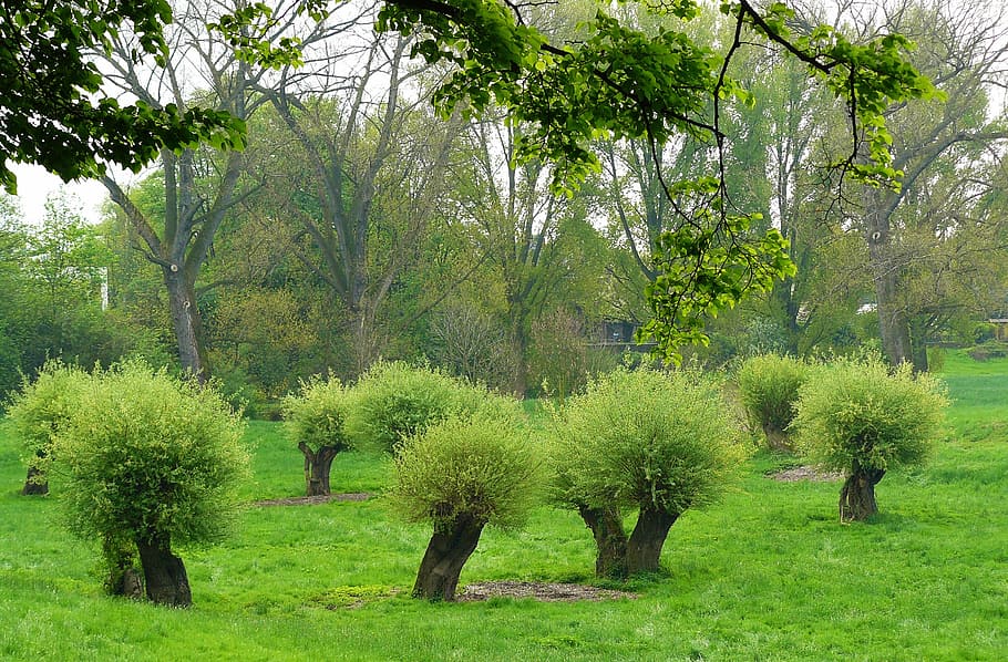 pollarded willows, pasture, pasture trees, landscape, nature, meadow, green, summer, trees, scenic, grass