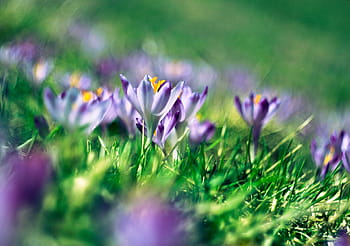 selektiv, Foto fokussieren, lila, Blütenblatt Blume, Grün, Gras, Blume, Blütenblatt, blühen, Natur, draussen