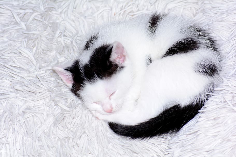 baby cat, cat baby, kitten, cat, black white, cute, sweet, young cat, snuggle, animal, small cats