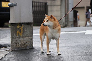 shiba inu, Pes, domácí zvíře, čistokrevný, roztomilý, Japonsko, domestikovaný, 犬 科, rozkošný, Procházka, shiba