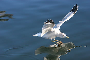 seagull, bird, wings, flying, water, reflection, beak