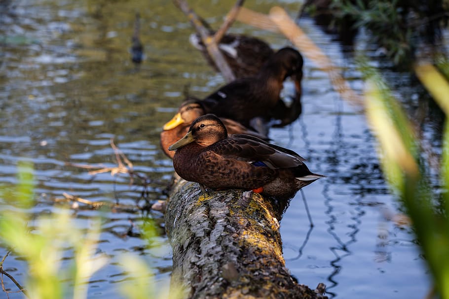 ducks on a log, sleeping ducks, ducks, mallard, duck, sleep, nature, animal, bird, water, plumage