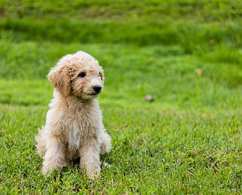 goldendoodle, 강아지, 귀엽다, 동물, 녹색 풀, 개, 착한 애, 옥외, 애완 동물, 푸들, 순종 개