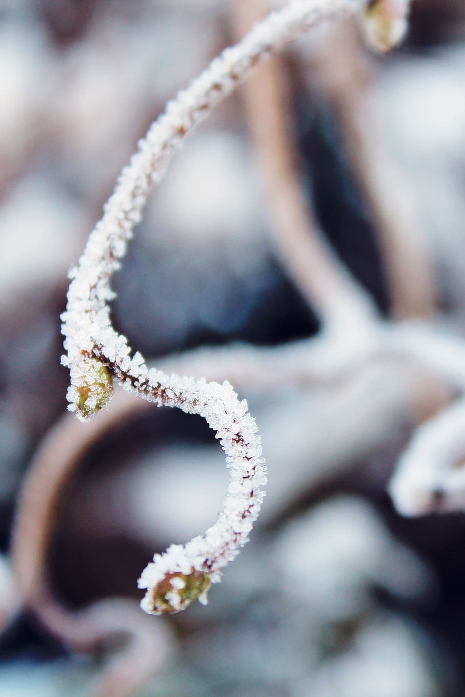 branch, frost, snow, winter, frozen, cold, ice, hoarfrost, nature, icy, iced