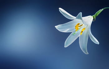 bílý, lilie, detailní, fotografie, květ, lilium candidum, madonna lily, lilium, bílá lilie, žlutá, Krásná