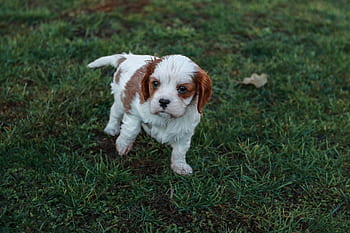 a little, dog, cavalier, king, charles, spaniel, baby, white, brown, green, grass