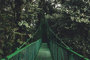 unused green bridge, green, trees, plants, nature, outdoor, travel, hanging bridge, forest, suspension Bridge, outdoors