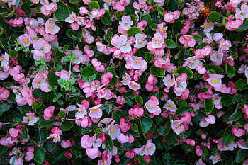 얼음 베고니아, 꽃, 담홍색, 플로라, semperflorens 베고니아 스, 베고니아 semperflorens cultorum, 베고니아 semperflorens 잡종, 신의 눈, 베고니아 잎 식물, 베고니아과, ocimum 베고니아