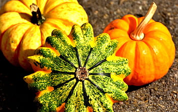 orange, pumpkins, ground, colorful, autumn, decoration, decorative squashes, thanksgiving, vegetables, agriculture, autumn decoration