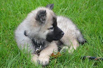 tan, german shepherd puppy, resting, grasses, puppy, young dog lie down, grass, eurasier, nova, young, profile dog