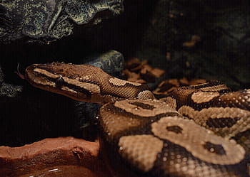 testa di serpente, giallo, goccia d'acqua, pitone palla, teste di serpenti, python regius, boa, pitone, re pitone
