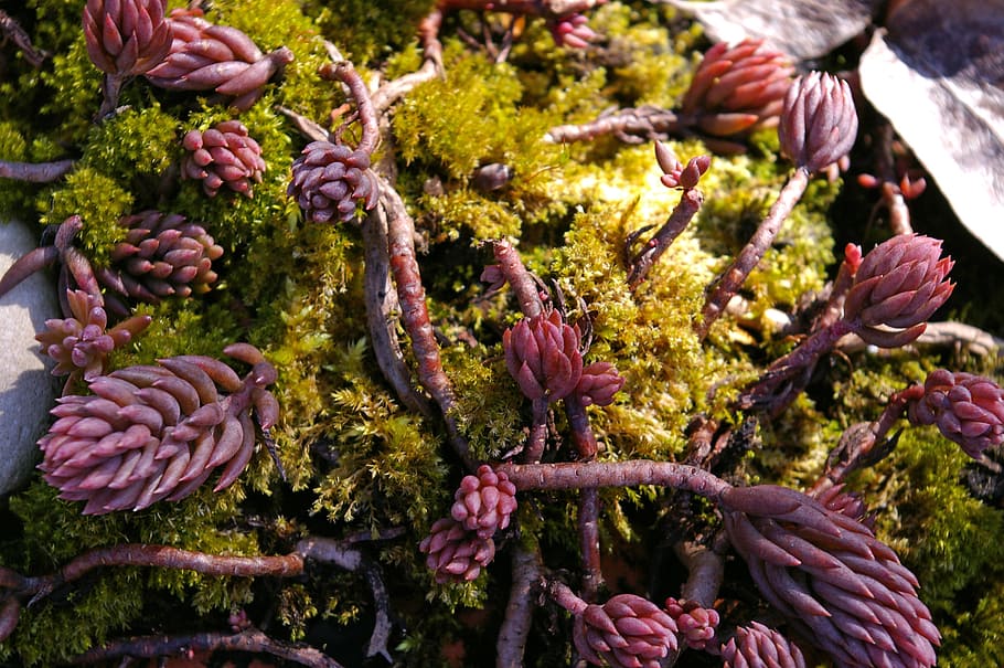 mech, kamenná postel, kamenná podestýlka, rostlina, sukulentní rostlina, špičatý červený, tlustý listový skleník, lůžko, skladování vody, sukulentní, záhon