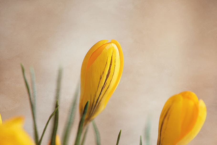Crocus, Flower, Blossom, Bloom, closed flower, yellow, yellow spring flower, spring flower, early bloomer, tender, close