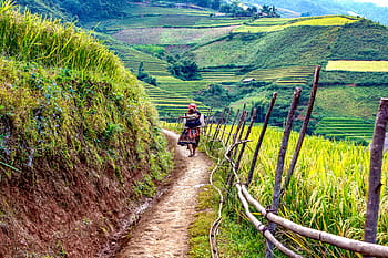 persona, a piedi, terrazze di riso, la madre, bambino, un villaggio, strada, scenario, La strada di casa, gelsomino, lao cai