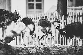 děti, kozí jehněčí, ziegenkitz, domácí koza, bock, koza, Kozel, zvíře, rohy, hospodářských zvířat, rohatý