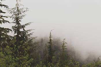verde, alberi, grigio, nuvoloso, cielo, natura, paesaggio, le foglie, nebbia, viaggio, avventura