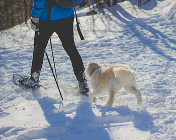 man, dog, walking, snow field, people, guy, snow, winter, snowshoe, footwear, travel