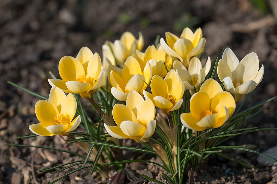 selective, focus photo, yellow, petaled flowers, Crocus, Blossom, Bloom, Spring, Flower, spring flower, early bloomer