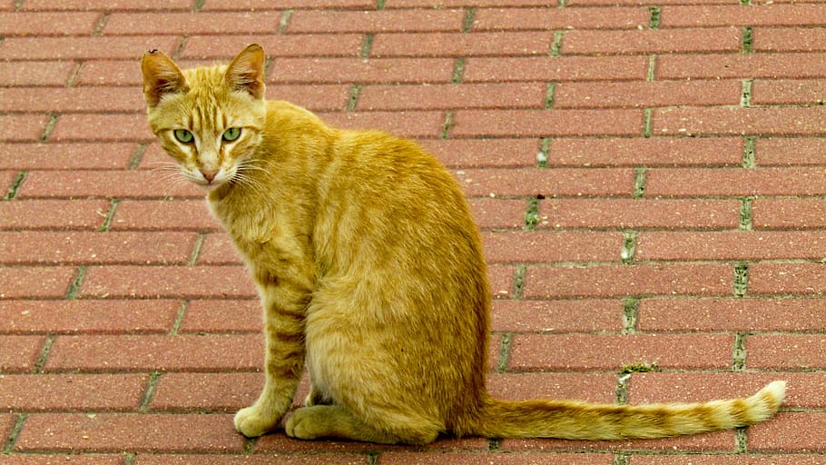animalia, Γάτα, όμορφη, αιλουροειδής, gata, χαριτωμένη γάτα, pussycat, πράσινα μάτια, ζώο, των ζώων, χαριτωμένος