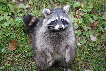 grey, black, green, grass, daytime, Racoon, green grass, raccoon, animal, cheeky, mammal