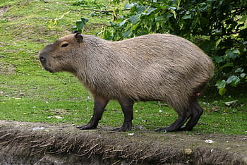 capybara, faunapark, animal park, rodent, mammal, fur, hairy, fauna, caviidae, south america, hydrochoerus hydrochaeris