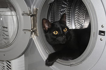 Katze, Haus, Waschmaschine, lustig, Tier, süß, Haustier, Spaß, schwarz