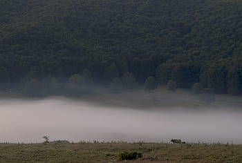 pole, zelená, stromy, mlha fotografie, mlha, fotografie, hnědý, krávy, tráva, šedá, hory