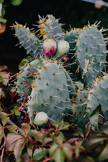 opuntia, kaktus, buah, pir berduri, paku, tanaman, berduri, pir
