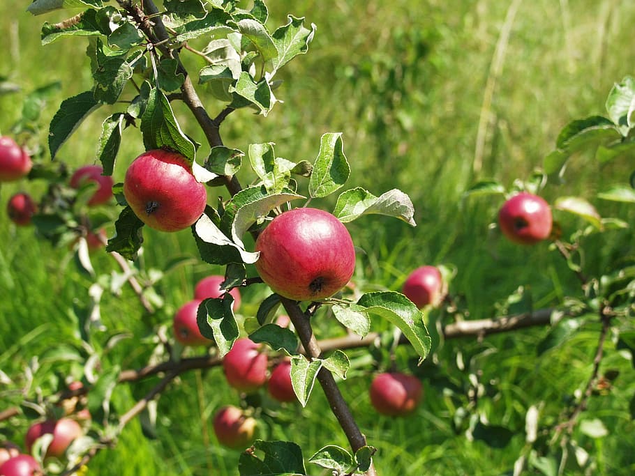 Apple, Tree, Fruit, zieraepfel, apple, tree, apple tree, nature, red, food and drink, leaf, green color