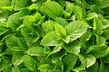 zelená listová rostlina, melissa, lékařský, melissa officinalis, byliny, listy, léčivé byliny, list, Příroda, svěžest, zelená barva