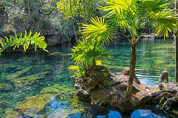 green, pond, trees, mexico, yucatan, cenote, nature, summer, travel, dom, hike