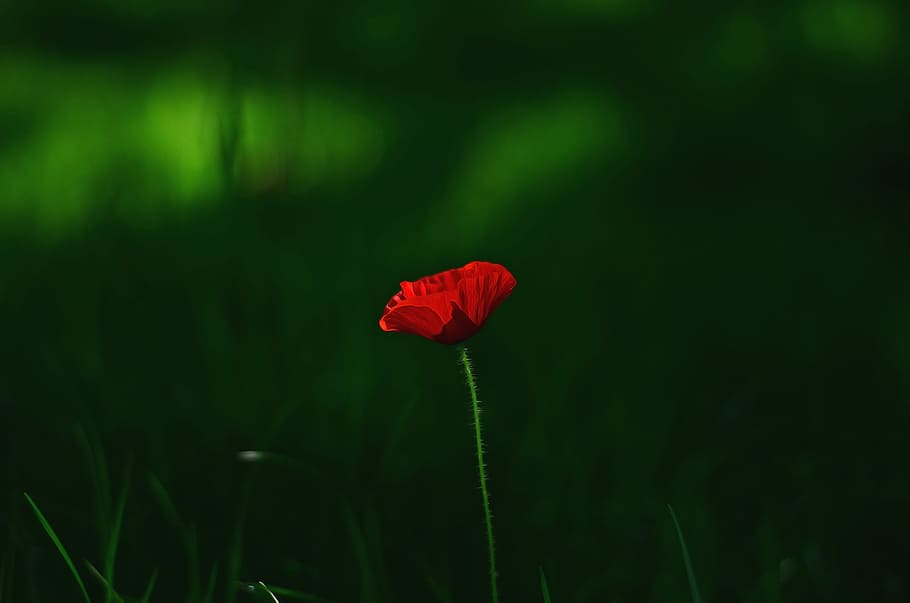 detailní fotografie, Červené, makový květ, květ, makro, rostlina, chichewa, makro chichewa, zavřít, Pozadí, jaro